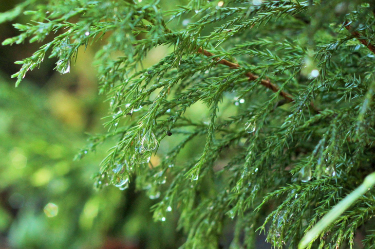 Насекомушки