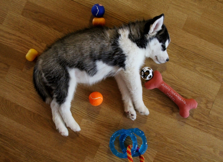 Новый житель в нашем доме- Мару!)