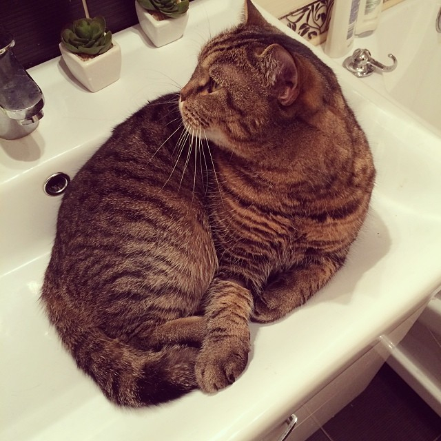 Мои коты-Макс и Матрос :)