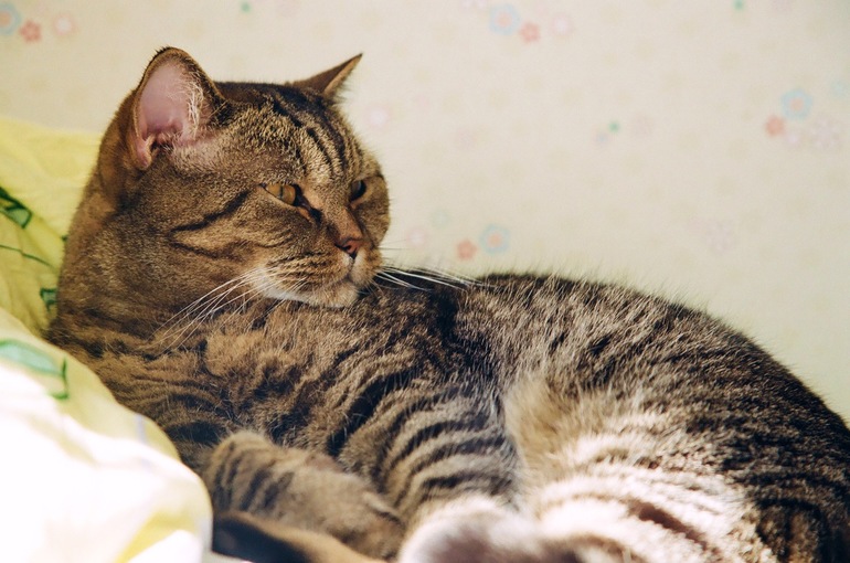 Мои коты-Макс и Матрос :)