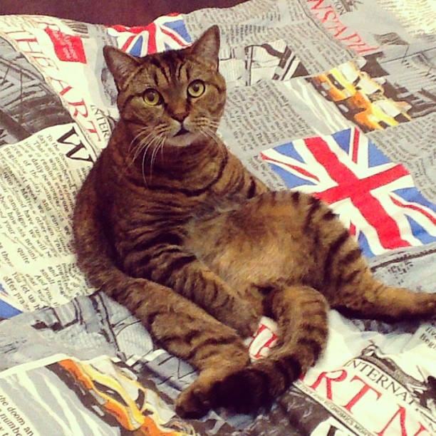 Мои коты-Макс и Матрос :)