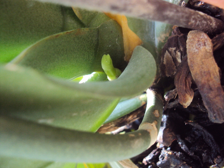 Мы с орхидеей никак не успокоимся)))