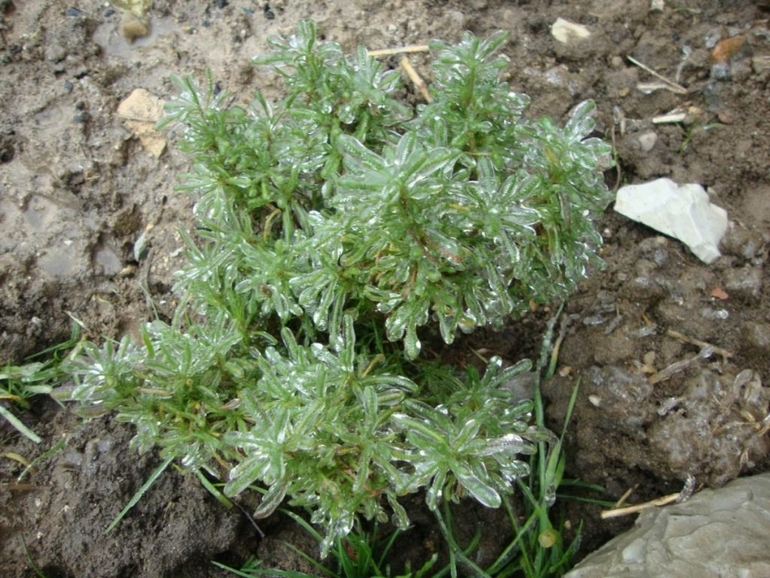 Кубанская зима продолжение