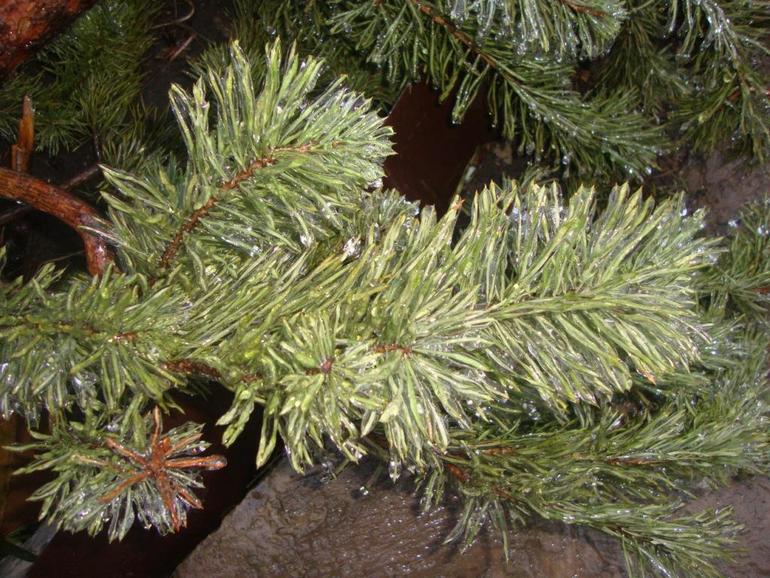 Кубанская зима продолжение