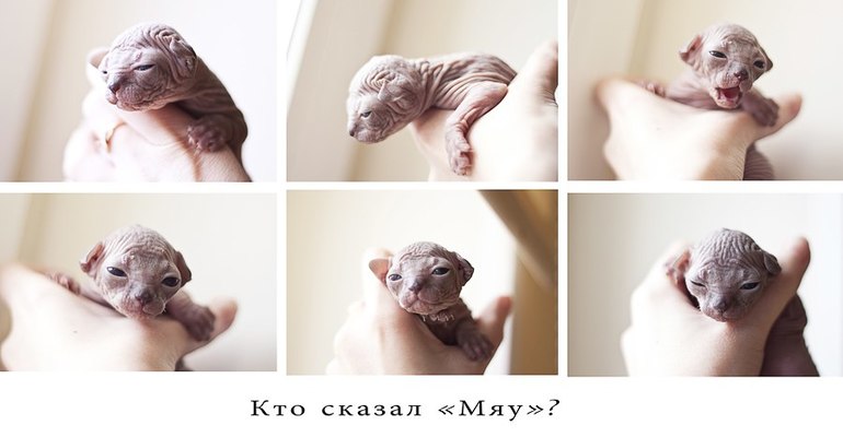 Моя любимка