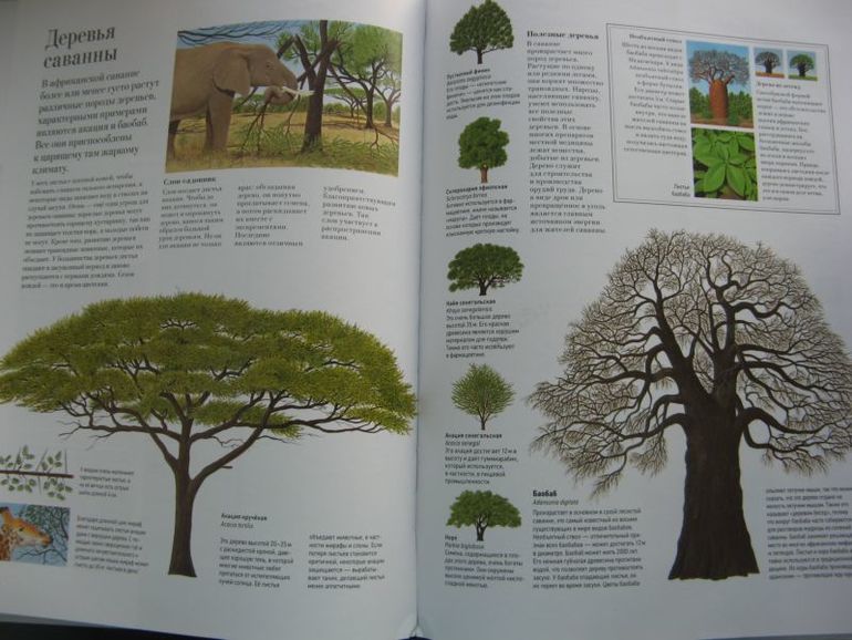 Большая книга о лесах и деревьях