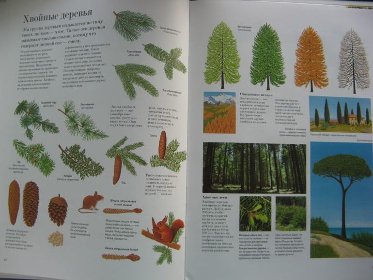 Большая книга о лесах и деревьях