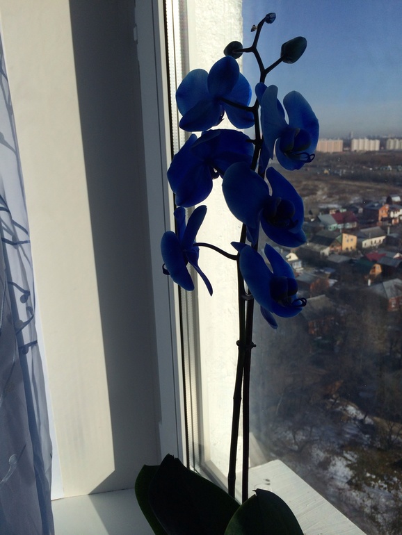 Приятности