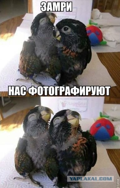 12 недель!