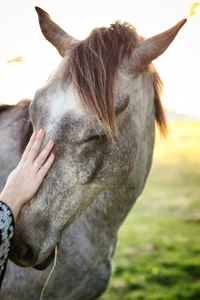 НАМ НАДО ПООБЩАТЬСЯ С ЛОШАДЬМИ!!!!