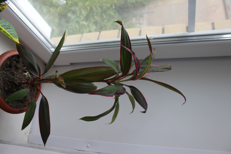 Подскажите что за цветочки!