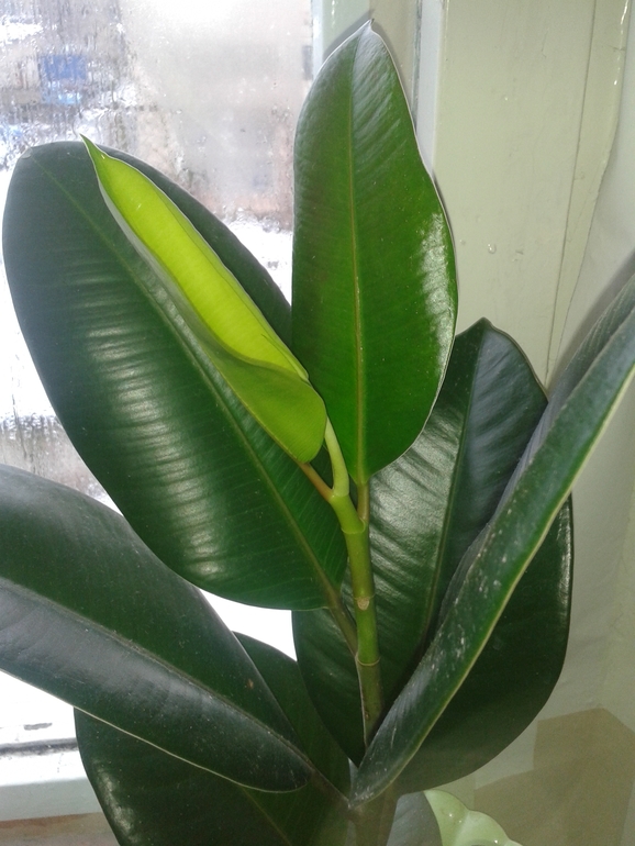 За 2 недели 2 листика))))