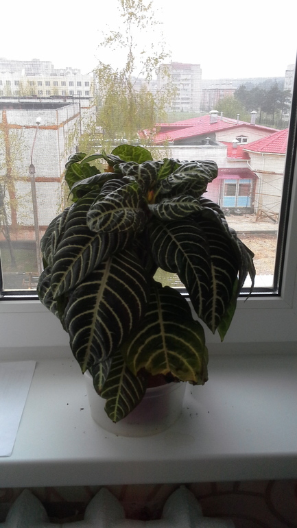 Помогите опознать цветок.