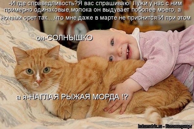 Коты и Карапузы