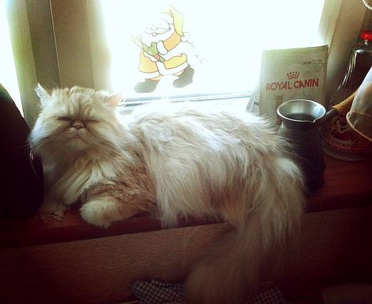 "Хэллоу, общежитие слушает"