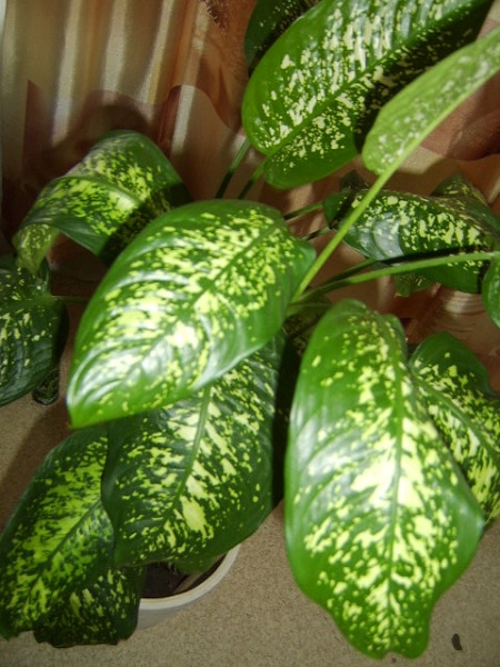 Поменяю Диффенбахию м. Щелковская