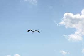 Аиста не видели? ))))