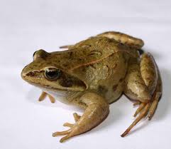 Аиста не видели? ))))