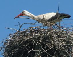 Аиста не видели? ))))