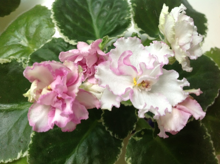 Mellow yellow спорт