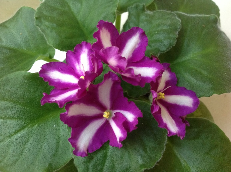 Mellow yellow спорт