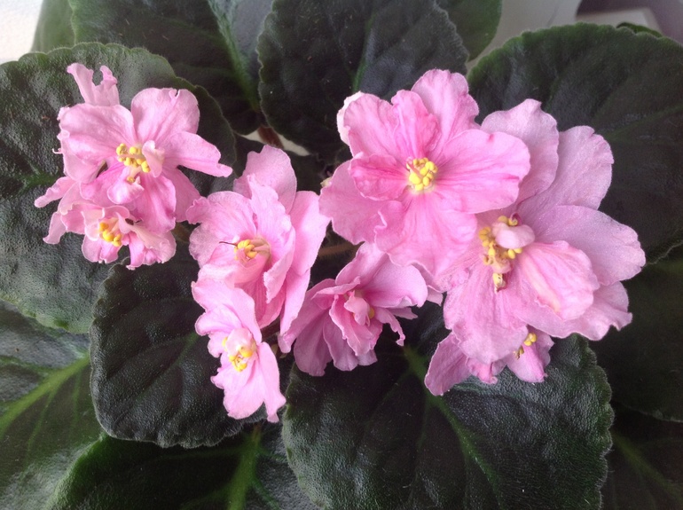 Розмари и другие)