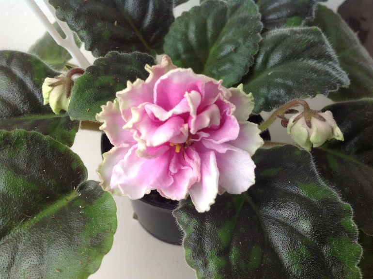 Розмари и другие)