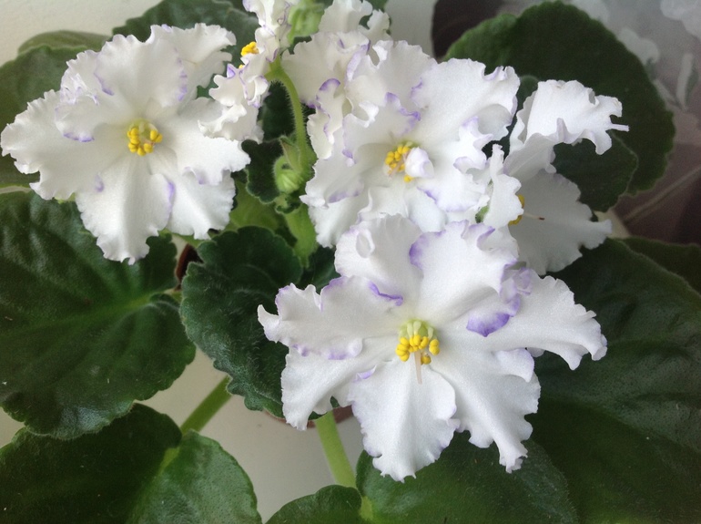 Кто порадовал меня 8 марта)