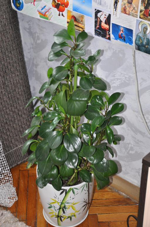 Мой сад-огород