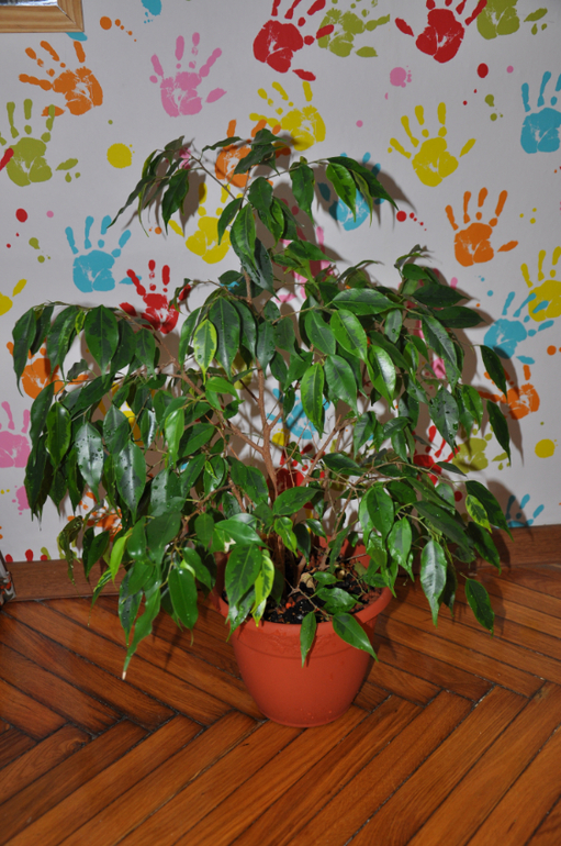 Мой сад-огород