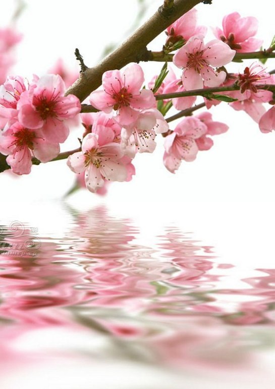 Любимки, Всех с 8 Марта!!!!!!