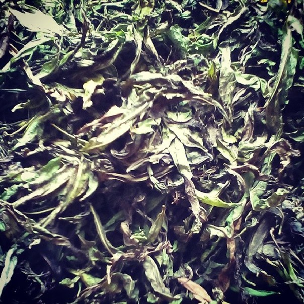 Предлагаю Иван чай крупнолистовой, ферментированный