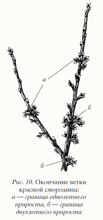 Садово-огородный марафон день 7