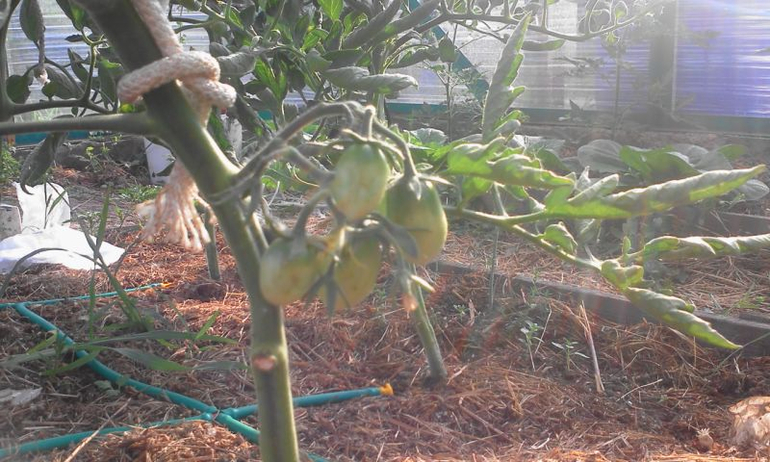 май 2014, мои овощи-цветочки