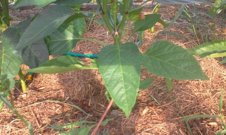 май 2014, мои овощи-цветочки