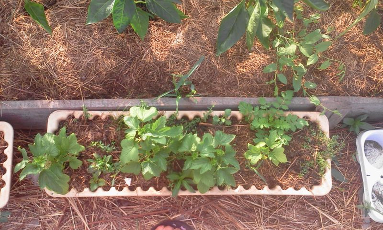 май 2014, мои овощи-цветочки