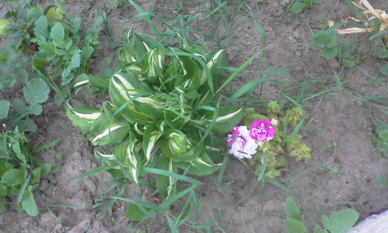 май 2014, мои овощи-цветочки