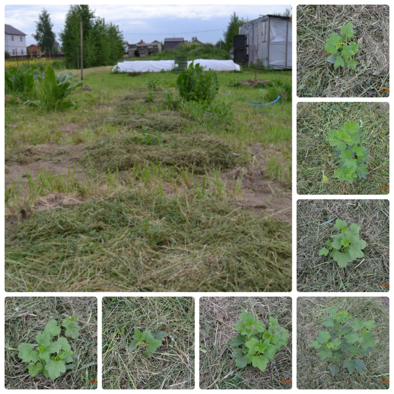 Хвалюшечки