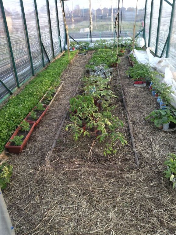 посадила первые помидорки