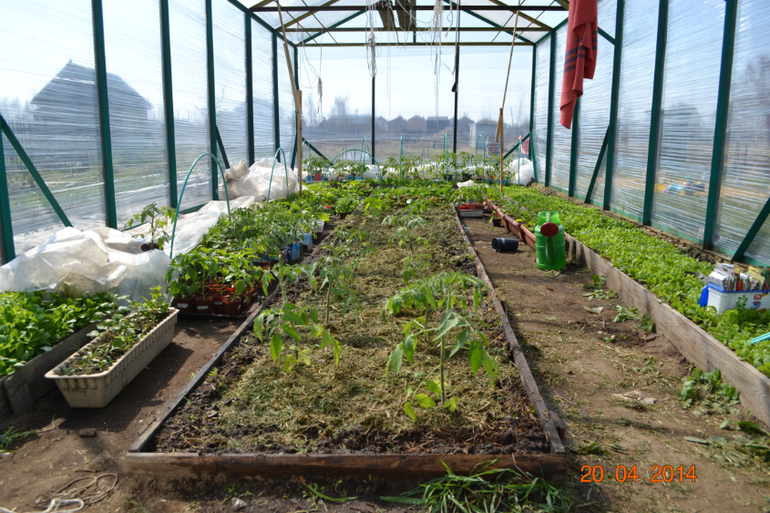 посадила первые помидорки