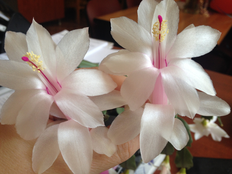 Мои красотки!