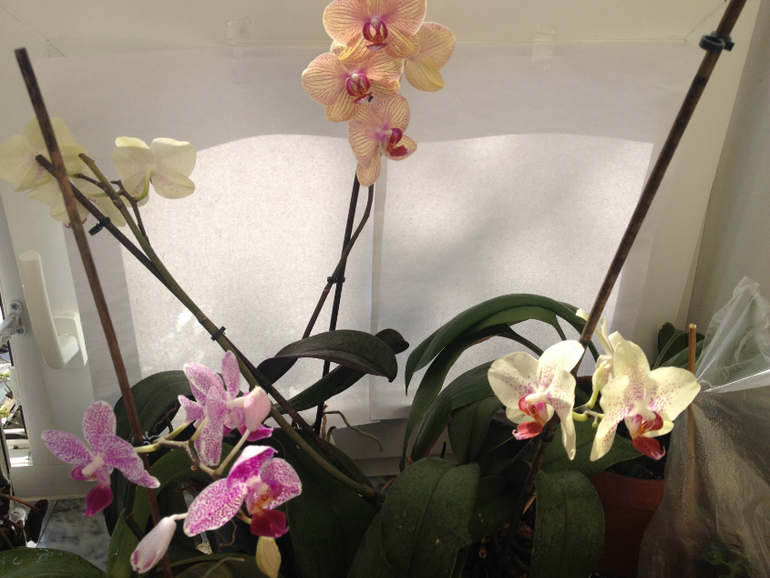 Мои красотки!