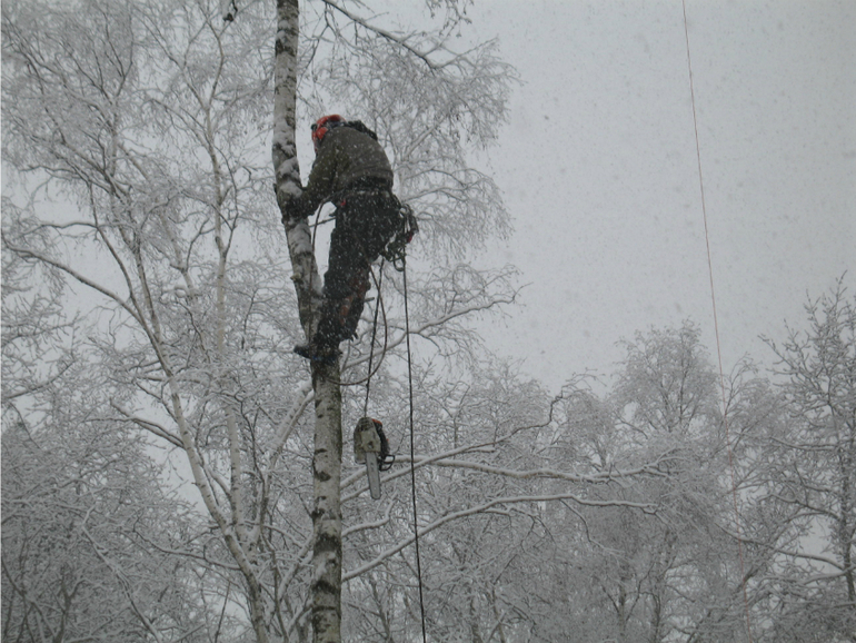 Зима: время для обрезки, кронирования и спила деревьев