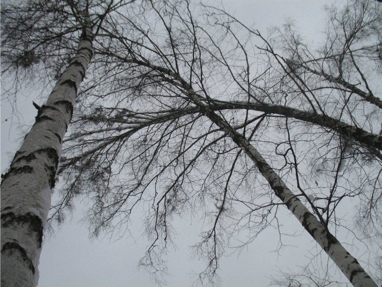 Зима: время для обрезки, кронирования и спила деревьев