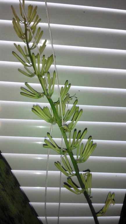 Сансевиерия цвести собралась