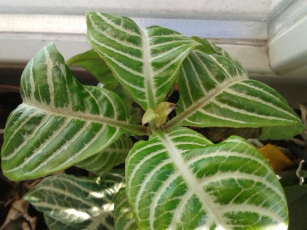 Всё радуется жизни