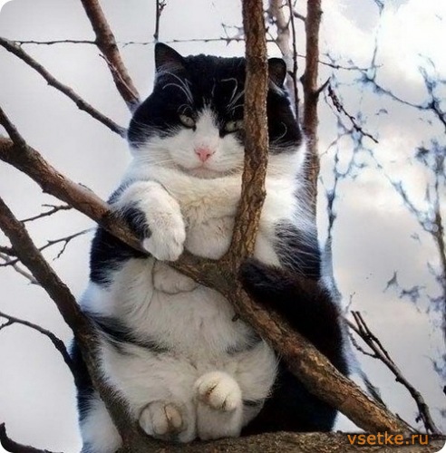 Девочки отвлекаемся и поднимаем настроение !!!!!