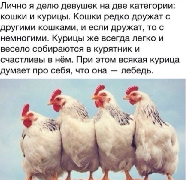 Афоризмы о цыплятах Афоризмы о цыплятах