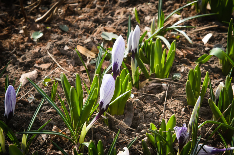 Аптекарский огород
