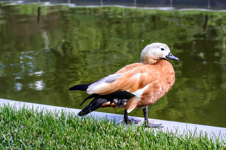 Аптекарский огород_лето